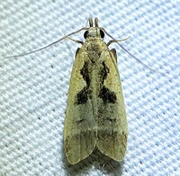 Dichomeris setosella