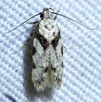 Pseudotelphusa palliderosacella