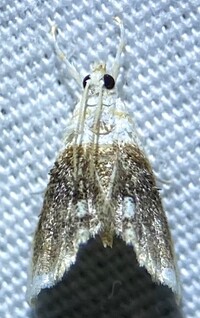 Lipocosmodes fuliginosalis