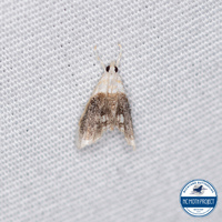 Lipocosmodes fuliginosalis