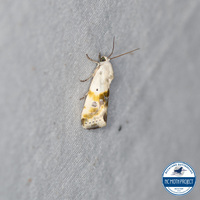 Ponometia candefacta