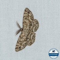 Hypomecis longipectinaria