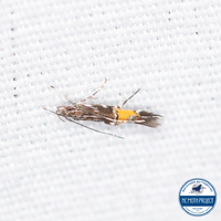 Cosmopterix unidentified species