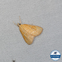 Aethiophysa unidentified species