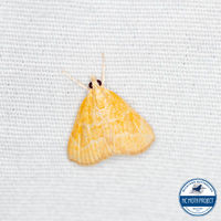 Aethiophysa unidentified species