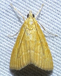 Aethiophysa unidentified species