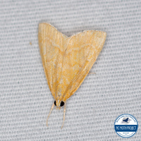 Aethiophysa unidentified species