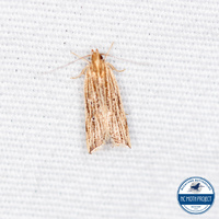 Helcystogramma hystricella