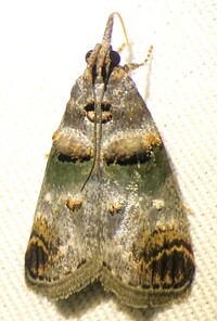 Oneida lunulalis