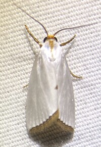 Urola nivalis