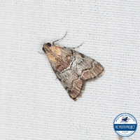 Pococera maritimalis