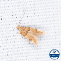 Theisoa constrictella