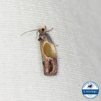 Eumarozia malachitana