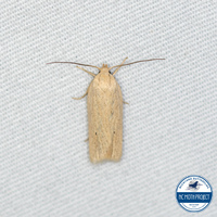 Gonioterma mistrella