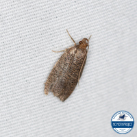 Psilocorsis reflexella