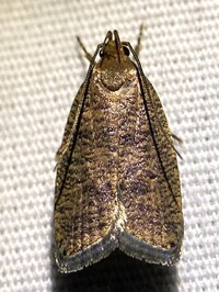 Psilocorsis reflexella