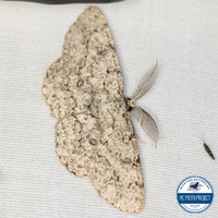 Hypomecis longipectinaria