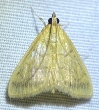 Hahncappsia unidentified species