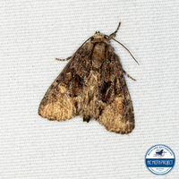 Phosphila turbulenta