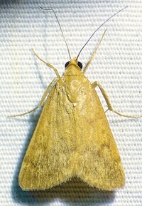 Achyra rantalis