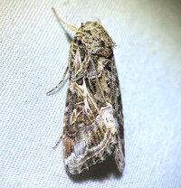 Spodoptera ornithogalli