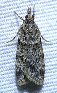 Scoparia biplagialis