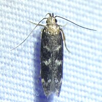 Fascista bimaculella
