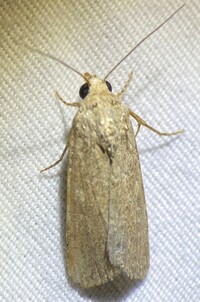 Spodoptera frugiperda