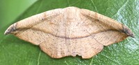 Patalene olyzonaria