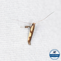 Caloptilia blandella