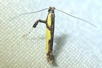 Caloptilia blandella