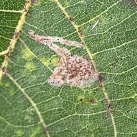 Caloptilia blandella