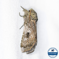 Oedemasia leptinoides