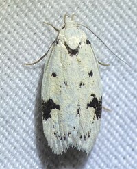 Inga sparsiciliella