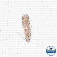 Battaristis nigratomella