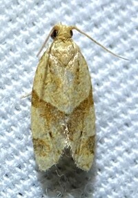Clepsis peritana