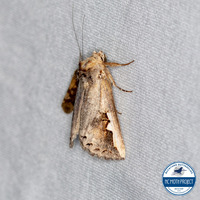 Symmerista unidentified species