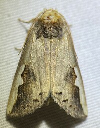 Symmerista unidentified species