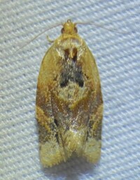 Argyrotaenia velutinana