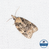 Platynota exasperatana