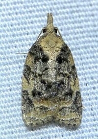 Platynota exasperatana