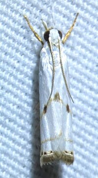 Microcrambus biguttellus