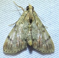 Epipaschia superatalis