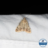 Epipaschia superatalis