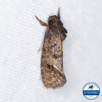 Acrolophus texanella