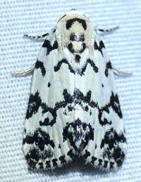 Polygrammate hebraeicum