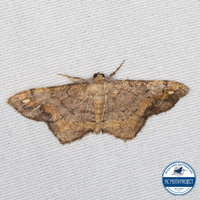 Hypagyrtis unipunctata