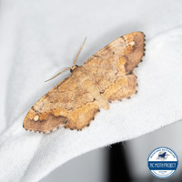 Hypagyrtis unipunctata