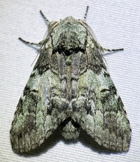 Macrurocampa marthesia