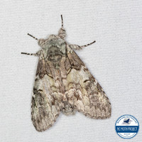 Macrurocampa marthesia